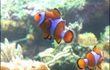 Nocturne d'été à l'aquarium